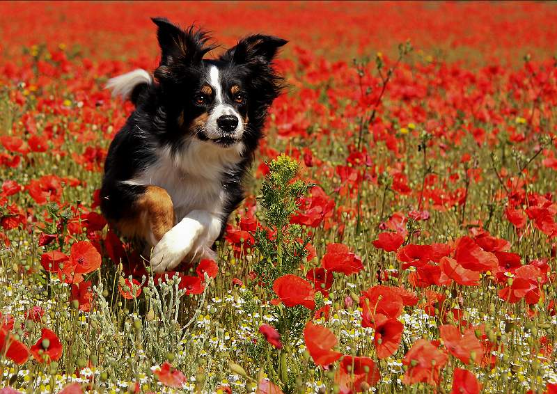 Cheryl Wilkes - Running Free.jpg